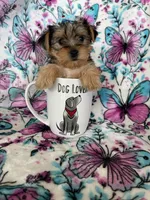 Millie , a female Yorkshire Terrier for sale in Fort Myers, FL – 5 of 8