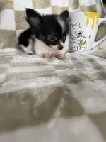 Bandit, a male Chihuahua for sale in Fort Myers, FL – 7 of 8