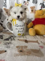 Pearl , a female Maltese for sale in Fort Myers, FL – Photo 2 of 9