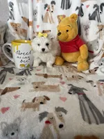 Pearl , a female Maltese for sale in Fort Myers, FL – Photo 8 of 9