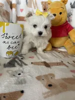 Pearl , a female Maltese for sale in Fort Myers, FL – Photo 3 of 9