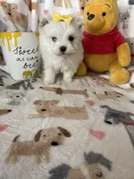 Pearl , a female Maltese for sale in Fort Myers, FL – Photo 6 of 9