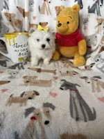 Pearl , a female Maltese for sale in Fort Myers, FL – Photo 9 of 9