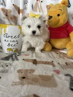 Pearl , a female Maltese for sale in Fort Myers, FL – Photo 7 of 9