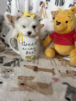 Pearl , a female Maltese for sale in Fort Myers, FL – Photo 4 of 9