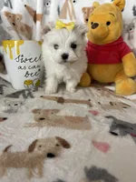Pearl , a female Maltese for sale in Fort Myers, FL – Photo 1 of 9