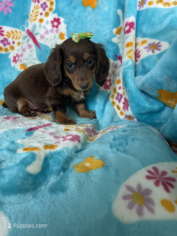 Brownie  – Miniature Dachshund puppy for sale in Fort Myers, FL