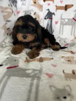 Toffee, a male Cavapoo for sale in Fort Myers, FL – 6 of 6