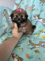 Maple , a female Bichon Frise and Shih Tzu for sale in Fort Myers, FL – Photo 2 of 6