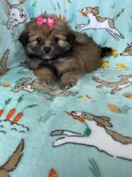 Maple , a female Bichon Frise and Shih Tzu for sale in Fort Myers, FL – Photo 4 of 6