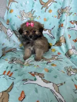 Maple , a female Bichon Frise and Shih Tzu for sale in Fort Myers, FL – Photo 6 of 6