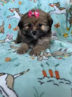 Maple , a female Bichon Frise and Shih Tzu for sale in Fort Myers, FL – Photo 1 of 6