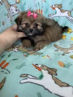 Maple , a female Bichon Frise and Shih Tzu for sale in Fort Myers, FL – Photo 5 of 6