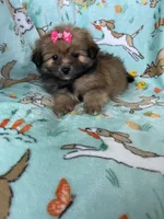 Maple , a female Bichon Frise and Shih Tzu for sale in Fort Myers, FL – Photo 3 of 6