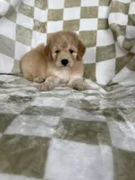 Nova, a male Miniature Goldendoodle for sale in Fort Myers, FL – 6 of 7