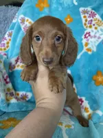 Rigatoni, a male Miniature Dachshund for sale in Fort Myers, FL – 3 of 6
