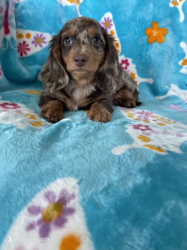 Muffin – Miniature Dachshund puppy on hold in Fort Myers, FL