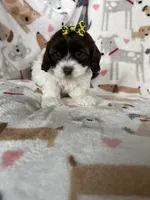 Brownie , a female Cavapoo for sale in Fort Myers, FL – 5 of 6