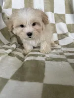 Ollie, a male Maltipoo for sale in Fort Myers, FL – 6 of 6