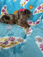 Cookie, a female Miniature Dachshund for sale in Fort Myers, FL – 2 of 9