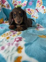 Brownie , a female Miniature Dachshund for sale in Fort Myers, FL – 3 of 7