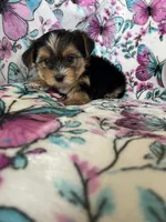 Ziggy, a male Yorkshire Terrier for sale in Fort Myers, FL – 8 of 8