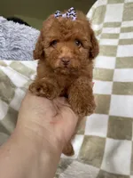 Ginger , a female Poodle - Toy  for sale in Fort Myers, FL – 2 of 6
