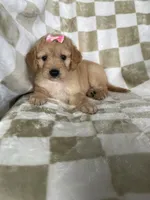 Phoebe , a male Miniature Goldendoodle for sale in Fort Myers, FL – 5 of 7