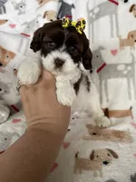 Brownie , a female Cavapoo for sale in Fort Myers, FL – 3 of 6