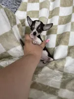 Teacup Louie , a male Chihuahua for sale in Fort Myers, FL – 6 of 7