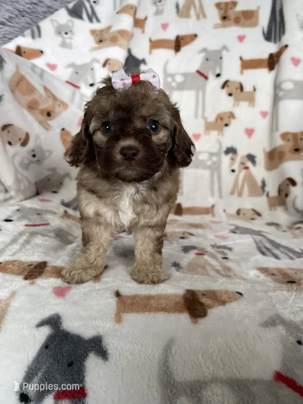 Penny – Cavapoo puppy for sale in Fort Myers, FL