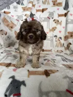Penny, a female Cavapoo for sale in Fort Myers, FL – 1 of 7