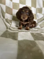 Rollo, a male Miniature Dachshund for sale in Fort Myers, FL – 5 of 6