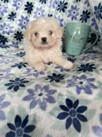 Chowder, a male Shihpoo for sale in Fort Myers, FL – 5 of 7