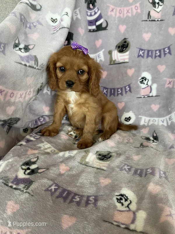Winnie – Cavalier King Charles Spaniel puppy on hold in Fort Myers, FL