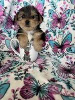 Alfie, a male Yorkshire Terrier for sale in Fort Myers, FL – 8 of 8