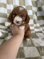 Blaze, a male Poodle - Toy  for sale in Fort Myers, FL – 3 of 6