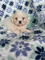 Chowder, a male Shihpoo for sale in Fort Myers, FL – 7 of 7