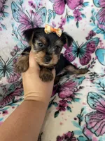 Gigi, a female Yorkshire Terrier for sale in Fort Myers, FL – 7 of 10
