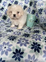Chowder, a male Shihpoo for sale in Fort Myers, FL – 2 of 7
