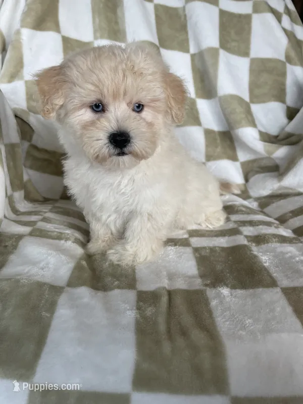 Milo – Maltipoo puppy for sale in Fort Myers, FL