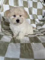 Milo, a male Maltipoo for sale in Fort Myers, FL – 4 of 7