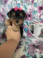 Lulu , a female Yorkshire Terrier for sale in Fort Myers, FL – 3 of 10