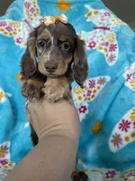 Maple, a female Miniature Dachshund for sale in Fort Myers, FL – 2 of 6
