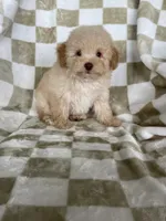 Toby, a male Poodle - Toy  for sale in Fort Myers, FL – 4 of 7