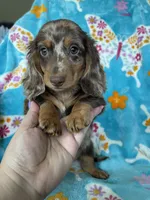 Muffin, a male Miniature Dachshund for sale in Fort Myers, FL – 2 of 9