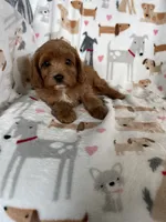 Blaze , a male Cavapoo for sale in Fort Myers, FL – 3 of 5