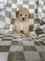 Toby, a male Poodle - Toy  for sale in Fort Myers, FL – 5 of 7