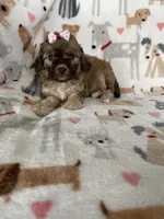 Penny, a female Cavapoo for sale in Fort Myers, FL – 6 of 7