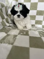 Dolly, a female Shih Tzu for sale in Fort Myers, FL – Photo 3 of 8